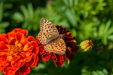 Butterfly collects honey from orange marigold flowers. Selective focus.