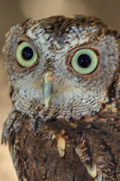 Close-up of Screech Owl, St Petersburg, Florida #2
