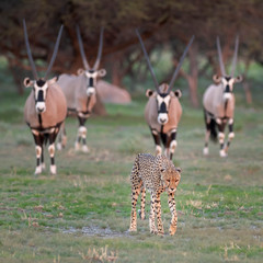Oryx v Cheetah8