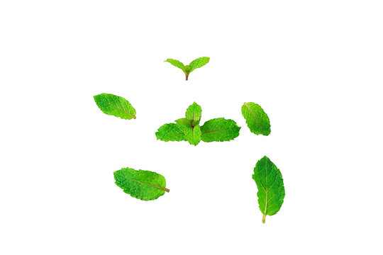 Fresh mint leaves and water droplets isolated on a white background
