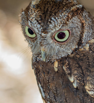 Close-up of Screech Owl, St Petersburg, Florida