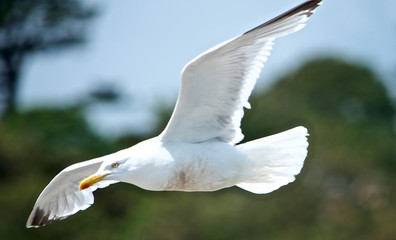 Gull gliding