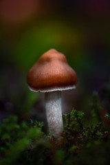 Single brown mushroom close up. Dark brown and green forest background, soft focus and blur