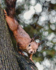 Squirrel close up on a tree. Curious creature. Brown and green bokeh bubble background © Macro Viewpoint