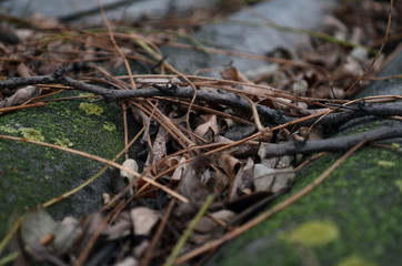 Dried brown leaves on the roof in autumn background