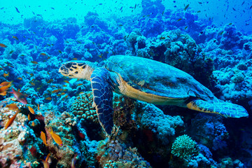 Fototapeta na wymiar Sea Turtle at the Red Sea, Egypt