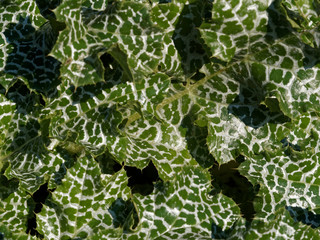 (Silybum marianum) Feuilles vertes, marbrées de blanc du chardon-marie avec ses bords sinueux et...