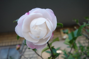 八重咲きの白の山茶花