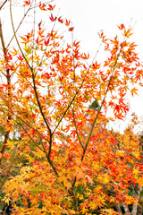 Autumn color at Choan-ji temple in Fukuchiyama city, Kyoto prefecture, Japan