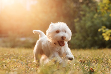 Portrait of One West Highland White Terrier in the Park