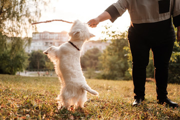 Portrait of One West Highland White Terrier in the Park