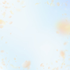Yellow orange flower petals falling down. Admirabl