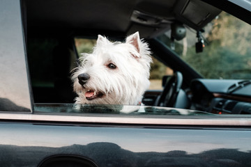 Portrait of One West Highland White Terrier in the Car
