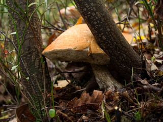 Dorodny Koźlarz czerwony (Leccinum aurantiacum )  w jesiennym lesie - obrazy, fototapety, plakaty