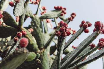 selective focus of prickly pear cactus against blue sly
