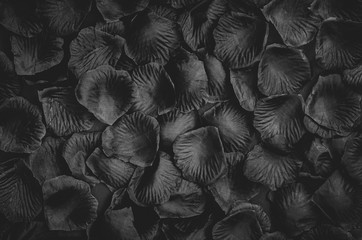 Lots of petals on dark background. Monochrome horizontal backdrop with copy space