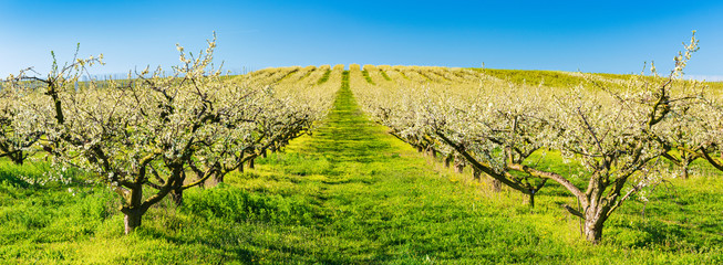 Fototapeta na wymiar Spring Landscape with Plantation of Apple Trees in Full Bloom under Blue Sky