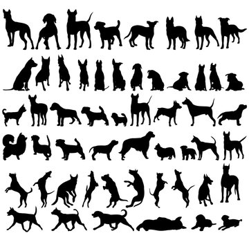 vector, on a white background, black silhouette of a dog standing, set