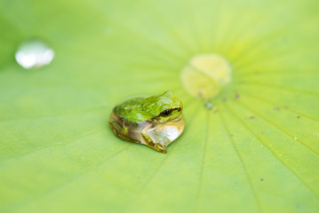 ニホンアマガエル