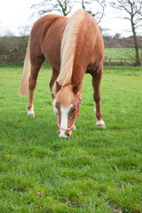 Close up of chestnut pony grazing happily on a summers day.