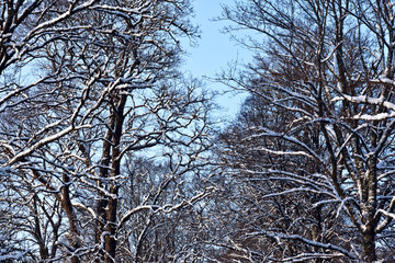 Frosted tree in frosty day against the blue sky