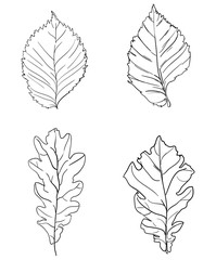 Ink Leaf set, Hand drawn silhouette of tree leaves. Vector Illustration. Oak leaf