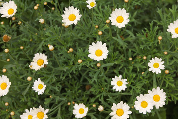 Obraz premium Daisy flowers in close up.