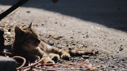 Ainoshima, Fukuoka, Japan-November 12 2019 : A cat sleeping on old ropes the street