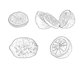 Vector Hand Drawn Lemons, Limes, Citrus Fruits Set, Contour Drawings Isolated on White Background, Black Outline Sketches.