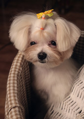 little maltese puppy sitting into bath basket