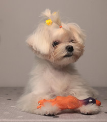 little maltese puppy girl isolated