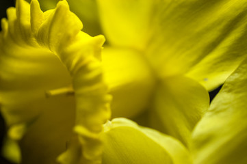 Obraz premium Extreme close-up of a yellow daffodil