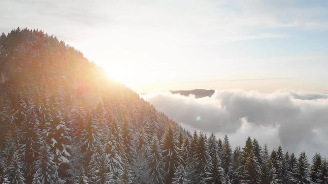 Mountain landscape in winter with snow covered fir tree forest, aerial drone flight above the clouds at sunset, scenic French Alps resort, 4K 60 fps video
