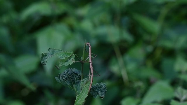Stick Insect, Phasmatodea, eating the top of the plant in Kaeng Krachan National Park in slow motion.