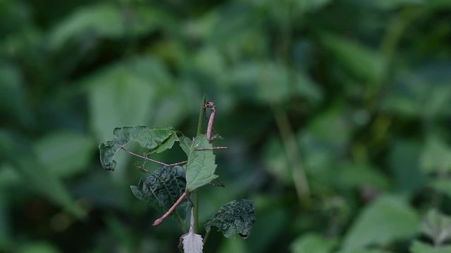 Stick Insect, Phasmatodea, cutting the top of plant and eating the the stalk from the top in the jungle of Kaeng Krachan National Park.
