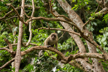 Monkeys on tree, jungle thailand