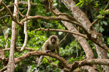 Monkeys on tree, jungle thailand