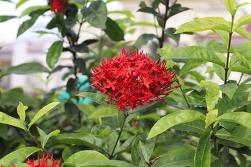 Red pentas flowers and Rubiaceae