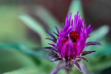 lila blume 