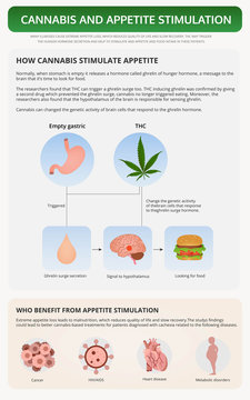 Cannabis and Appetite Stimulation vertical textbook infographic illustration about cannabis as herbal alternative medicine and chemical therapy, healthcare and medical science vector.