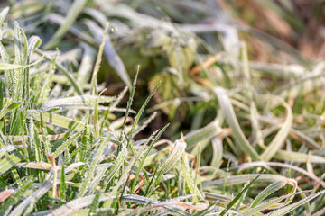 Background of the frost on the grass with copy space. Christmas of winter festive season background.