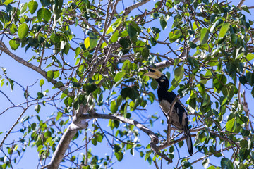 A hornbill on a tree