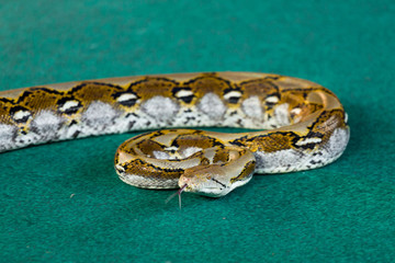 Angry python on the floor close up
