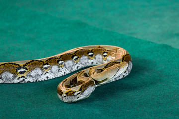 Angry python on the floor close up