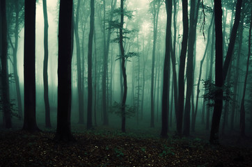 tree in dark foggy woods, fantasy landscape
