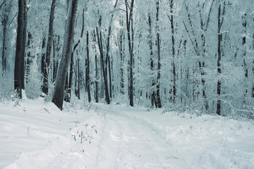 snowy forest road in winter landscape