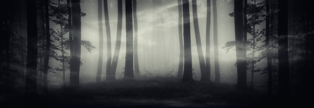 surreal dark forest panorama, fantasy landscape with strange portal in  forest at night Stock Photo | Adobe Stock