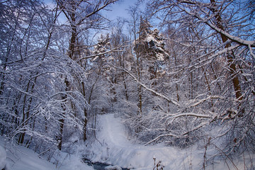 Landscape. Beautiful winter snowy forest.