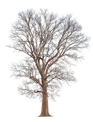 Dead tree without leaves isolated on white background. Clipping path included