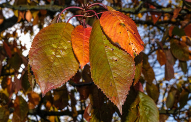 Bunt gefärbte Blätter am Kirschbaum
